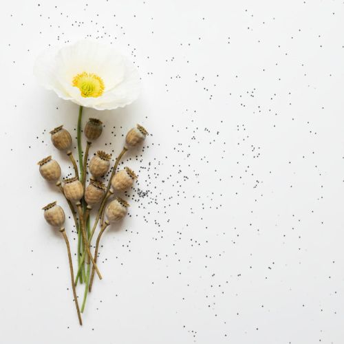 White Poppy · Papaver alba