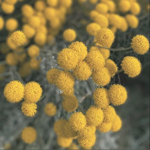 Cotton Lavender · Santolina chamaecyparissus